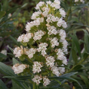 Echium giganteum